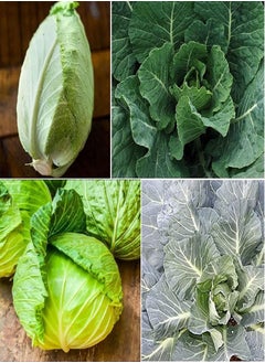 Collection Set Heat Tolerant Collards/Cabbage 2968 (Multi) 4 Varieties 400 Non-GMO, Heirloom Seeds