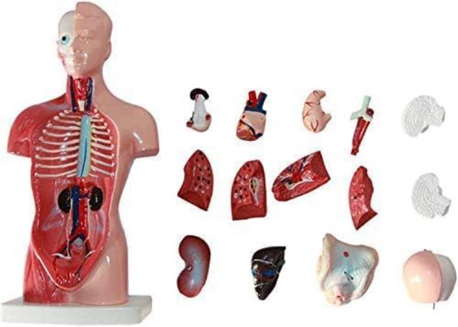 28/45/55Cm Human Torso Template, Anatomy Model Human Body, 4D Anatomical Assembly Model Of Human Organs For School Teaching,28Cm,Friendly32 - Image 1