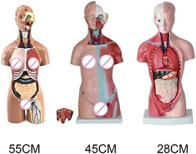 28/45/55Cm Human Torso Template, Anatomy Model Human Body, 4D Anatomical Assembly Model Of Human Organs For School Teaching,28Cm,Friendly32 - Image 3