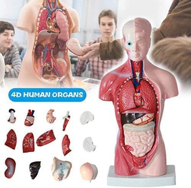 28/45/55Cm Human Torso Template, Anatomy Model Human Body, 4D Anatomical Assembly Model Of Human Organs For School Teaching,28Cm,Friendly32 - Image 2