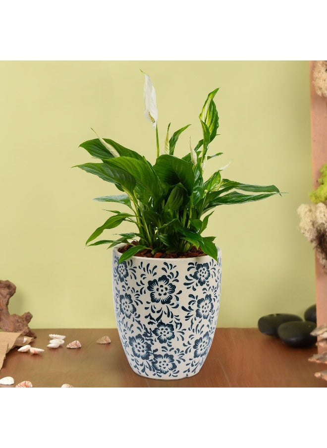 Peace Lilly Or Spathiphyllum In Premium Pot - pzsku/ZC540730015AADFF2ED65Z/45/_/1725455798/561d44f1-b7be-4294-9a85-53b2221ef62d