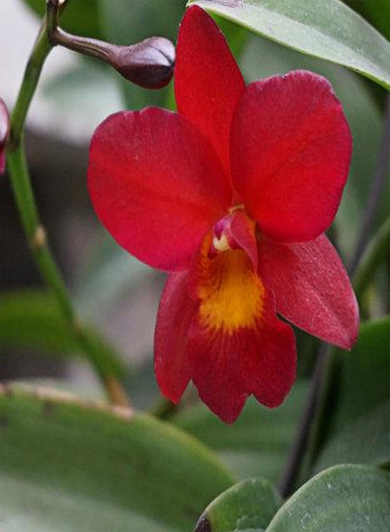 جي جوت بذور نباتات زهور الحديقة الخضراء 50 قطعة/كيس بذور كاتليا هجينة عطرية عالية الإنبات شتلات الأوركيد الحمراء المزخرفة جيدة التكيف لبذور الفناء - Image 5