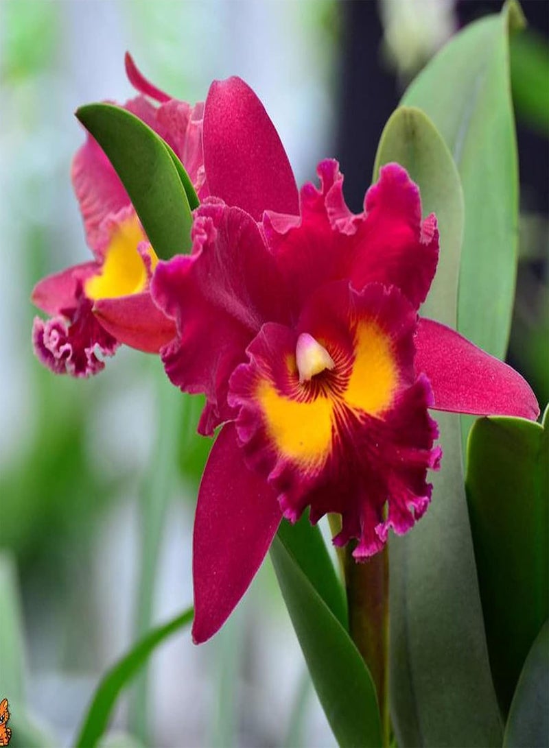 جي جوت بذور نباتات زهور الحديقة الخضراء 50 قطعة/كيس بذور كاتليا هجينة عطرية عالية الإنبات شتلات الأوركيد الحمراء المزخرفة جيدة التكيف لبذور الفناء - Image 4