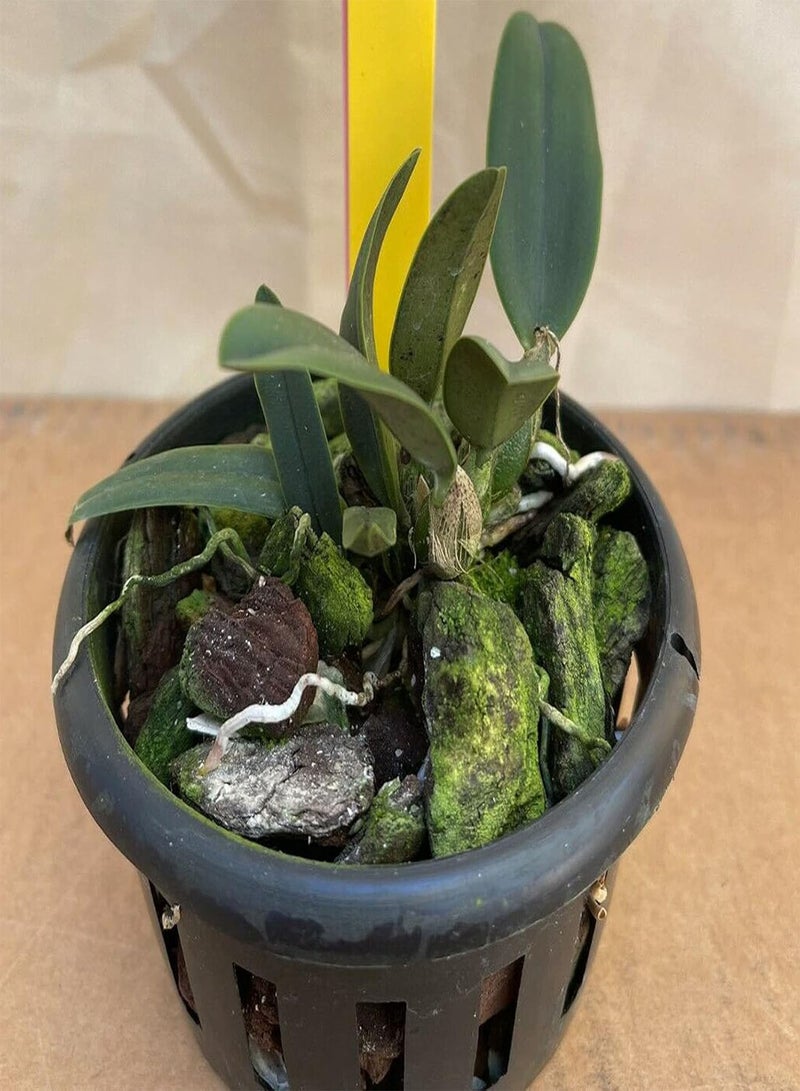 جي جوت بذور نباتات زهور الحديقة الخضراء 50 قطعة/كيس بذور كاتليا هجينة عطرية عالية الإنبات شتلات الأوركيد الحمراء المزخرفة جيدة التكيف لبذور الفناء - Image 2