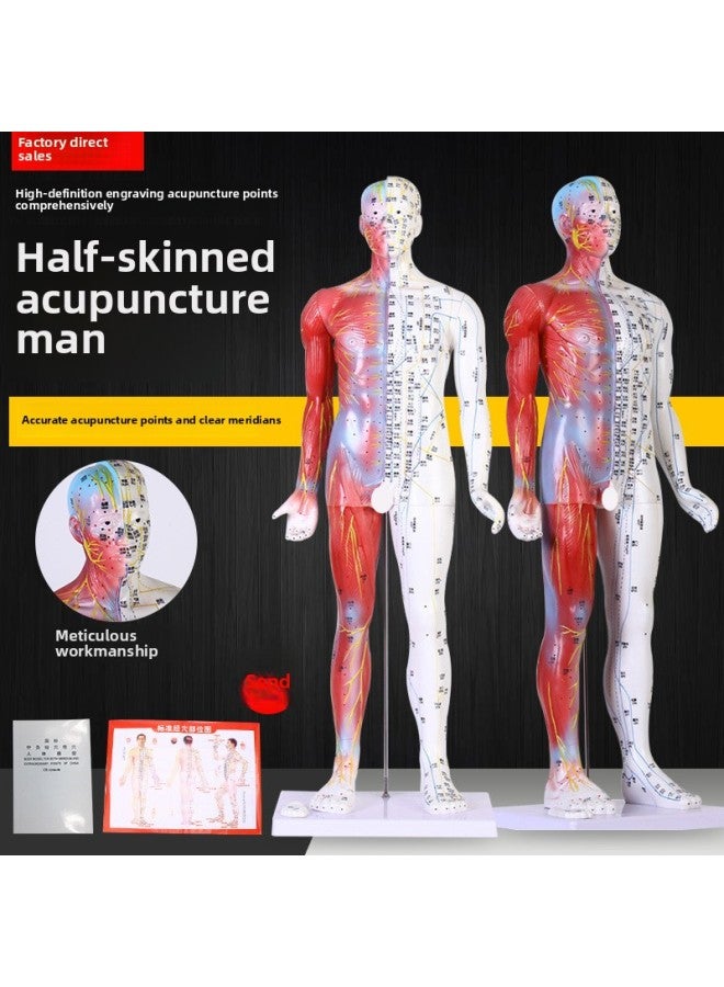 Generic Acupoint Model Human Acupuncture Acupoint Human Model Can Be ...