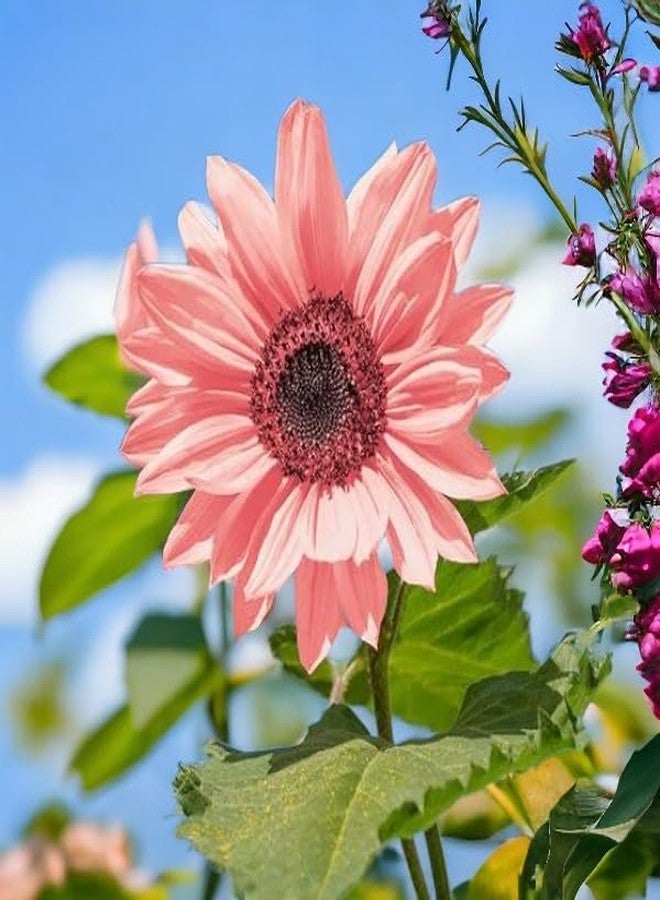 ZEshops 50PCS Iris Tectorum Rose Sunflower Seeds for Planting - Non-GMO Heirloom Variety - Pink Blooms for Your Flourishing Garden - Image 2