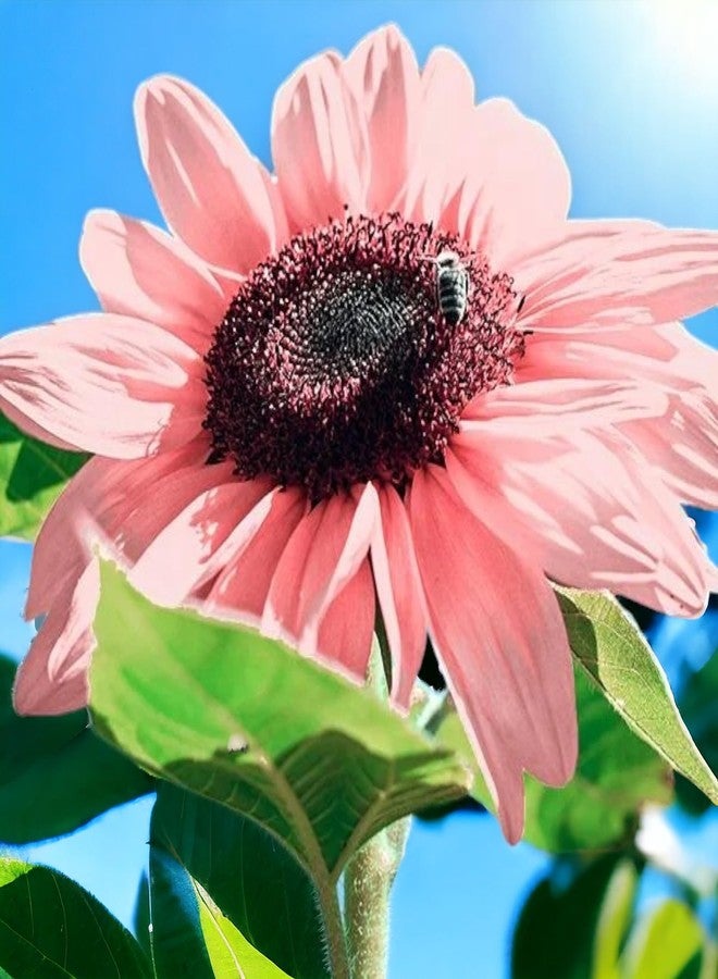 ZEshops 50PCS Iris Tectorum Rose Sunflower Seeds for Planting - Non-GMO Heirloom Variety - Pink Blooms for Your Flourishing Garden - Image 3