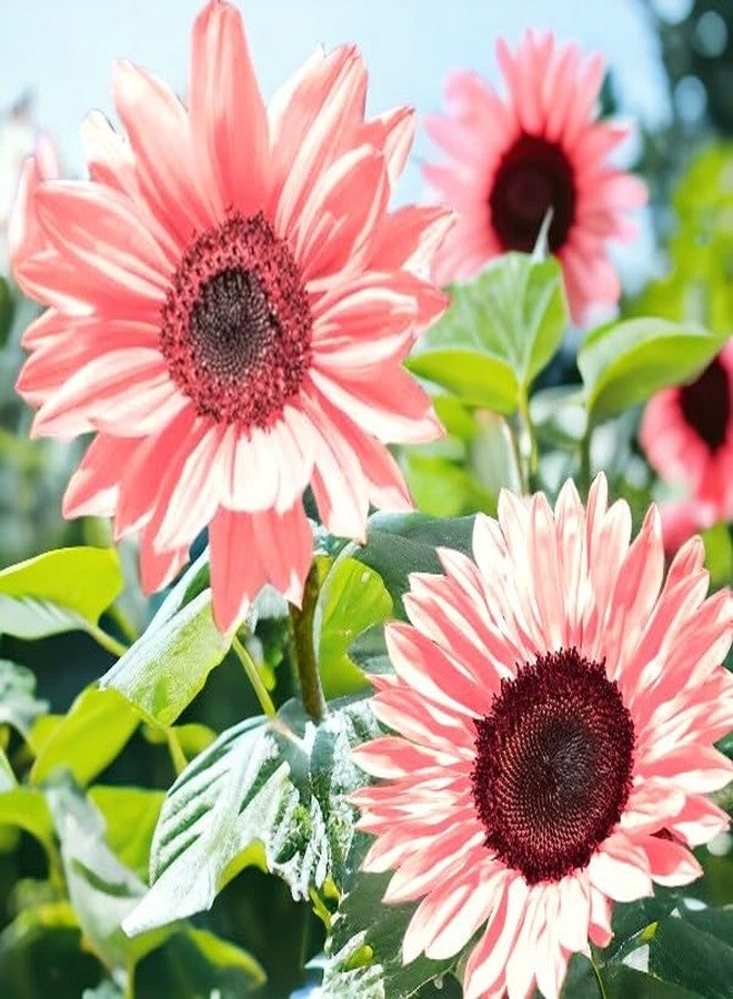 ZEshops 50PCS Iris Tectorum Rose Sunflower Seeds for Planting - Non-GMO Heirloom Variety - Pink Blooms for Your Flourishing Garden - Image 1