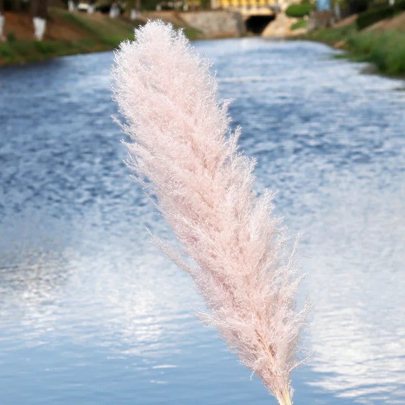 Bluejw G21 Large Pampas Grass Decor - Natural Dried Pampas Grass Plumes for Wedding Decorations & Dried Plants - Image 1
