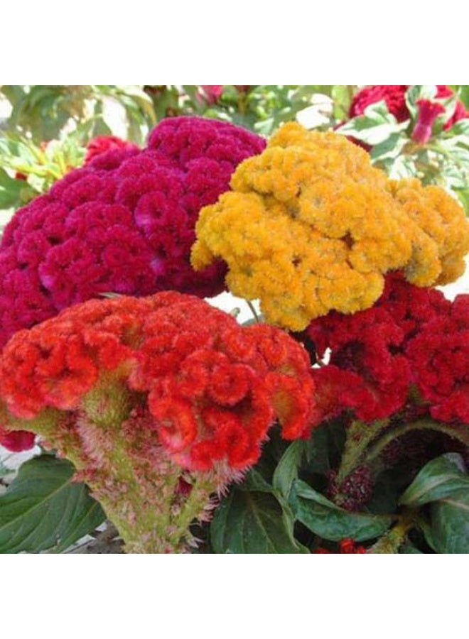 Cockscomb Mixed Color Desi Flower Seeds