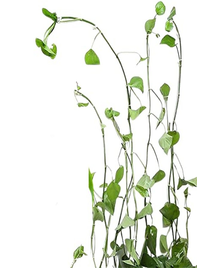 SILENT MONK Vine PlantClimbing Wall Clips Pack of 30 Pieces. Clips Will Stick permenently on Surface Inside Made in India. Green/White. Multi-Porpose Clips. (Green, 30) - Image 2