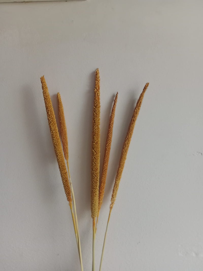 RUKDA® Dried Golden Pearl Millet Flower Sheaves || Stalks Dried Flower Dry Grass Bouquet for Wedding Table centerpieces, Home Decoration, Office Decoration - 5pcs - Image 4