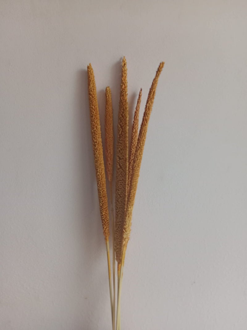 RUKDA® Dried Golden Pearl Millet Flower Sheaves || Stalks Dried Flower Dry Grass Bouquet for Wedding Table centerpieces, Home Decoration, Office Decoration - 5pcs - Image 2