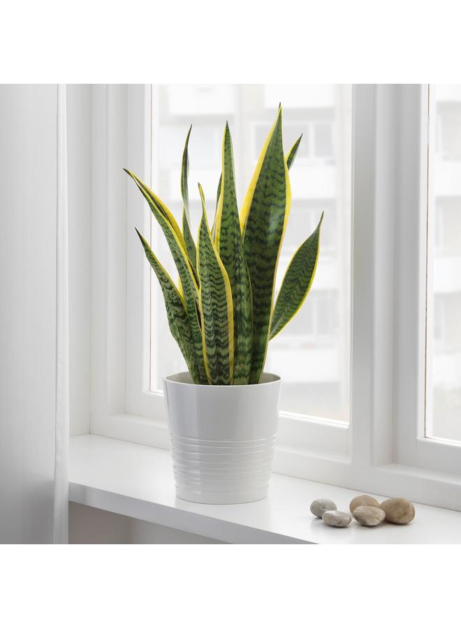 erorex Potted Plant, Mother-In-Law'S Tongue, 14 Cm - Image 2