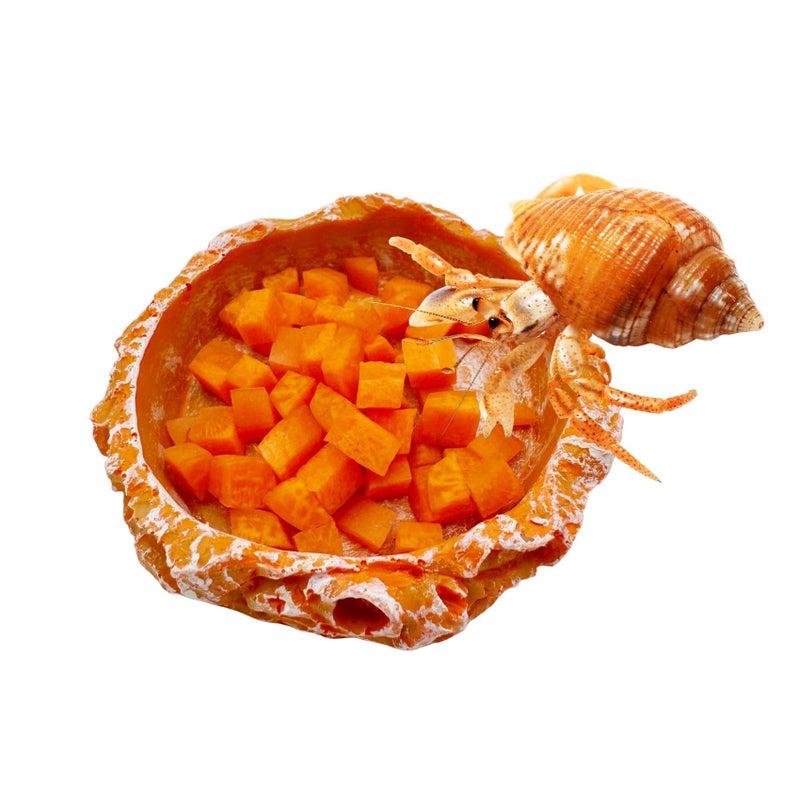 CATDABIR Reptile Water Dish and Food Bowls, 3 Pack Reptile Feeding Terrarium Bowl for Bearded Dragon Lizard Frog Gecko Tortoise Hermit Crab Snail (Orange) - Image 4