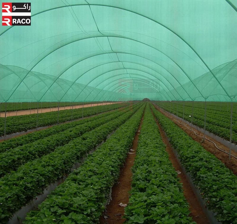 RACO Shade Net UV Resistant Anti-dust For Greenhouse (6 Meter, Green) - Image 3