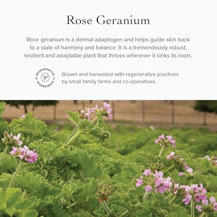 evanhealy Rose Vetiver Moisturizer | Facial Cream for All Skin Types - Lightweight Formula Packed with Antioxidants - Balancing for All Skin Types - Image 5