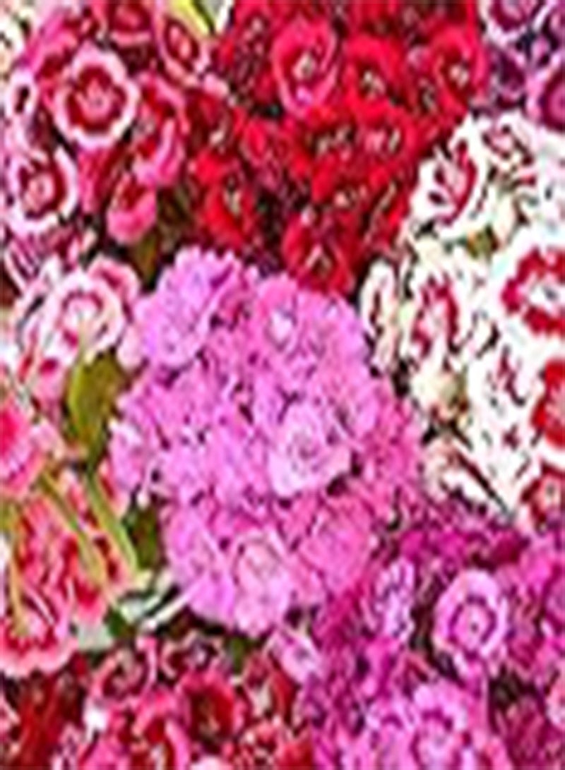 GGOOT Sweet William Special Mixed 'Dianthus barbatus' Seeds - 750 Organic Untreated Flower Seed
