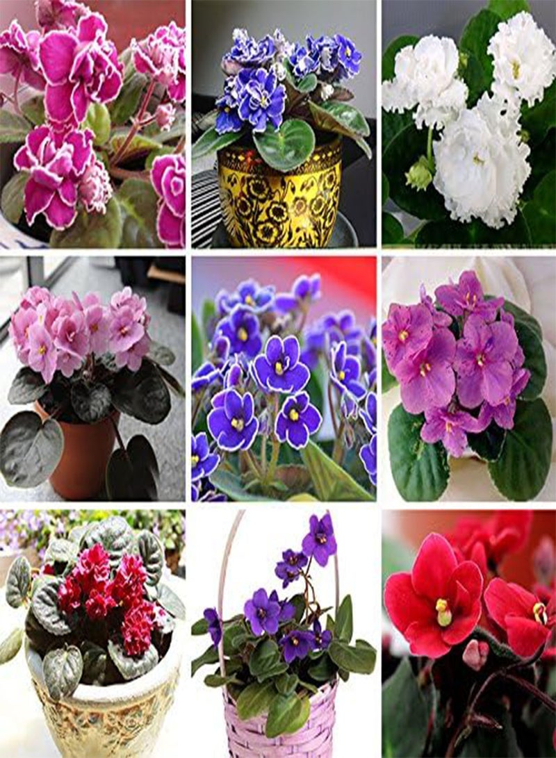 GGOOT 100 PCS 24 Colors Violet Seeds, african violet seeds, Garden potted Plants Violet Flowers Perennial Herb Matthiola Incana Seed mixed - Image 2