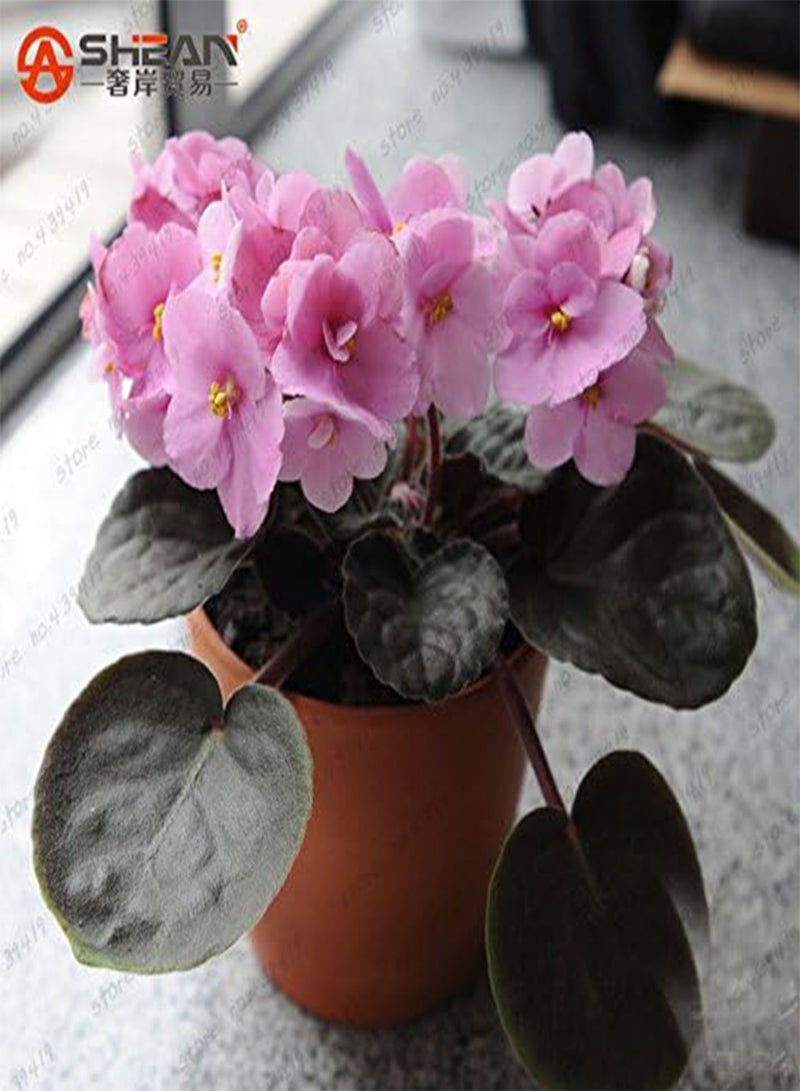 GGOOT 100 PCS 24 Colors Violet Seeds, african violet seeds, Garden potted Plants Violet Flowers Perennial Herb Matthiola Incana Seed mixed - Image 4