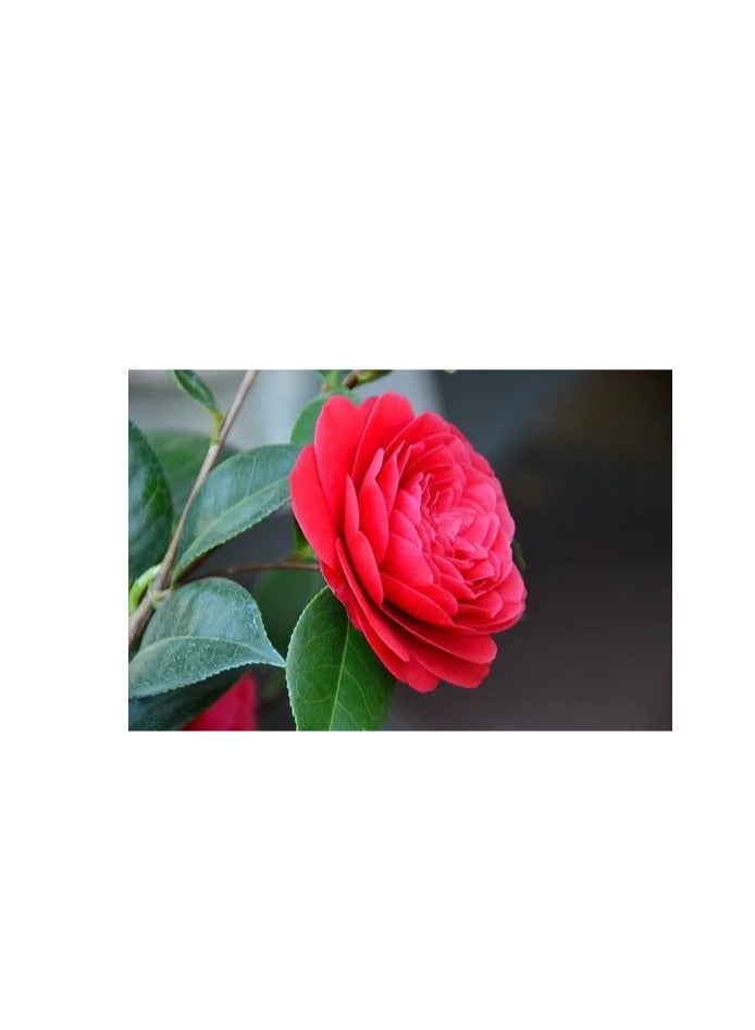 vsell24 3-Pack Organic Camellia Fairy Flower Seeds – Fresh, Fragrant, and Colorful for Home and Garden Planting - Image 2