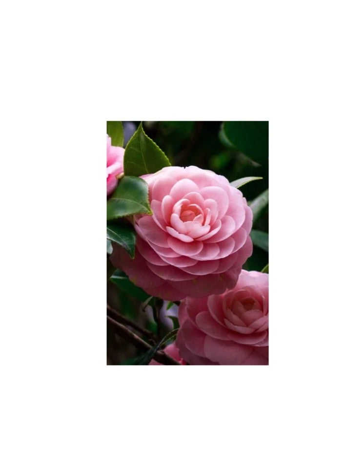 vsell24 3-Pack Organic Camellia Fairy Flower Seeds – Fresh, Fragrant, and Colorful for Home and Garden Planting - Image 3