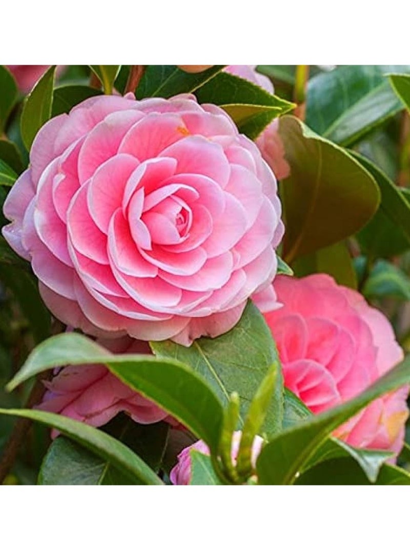 vsell24 3-Pack Organic Camellia Fairy Flower Seeds – Fresh, Fragrant, and Colorful for Home and Garden Planting - Image 1