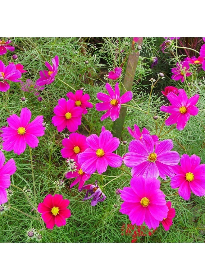 OASIS-TH Cosmos Flower Outdoor Garden Seeds (100+ pcs) - Image 1