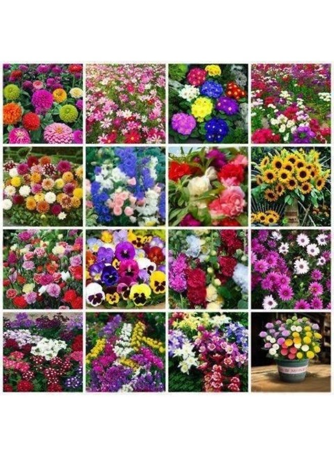 OASIS-TH Cosmos Flower Outdoor Garden Seeds (100+ pcs) - Image 2