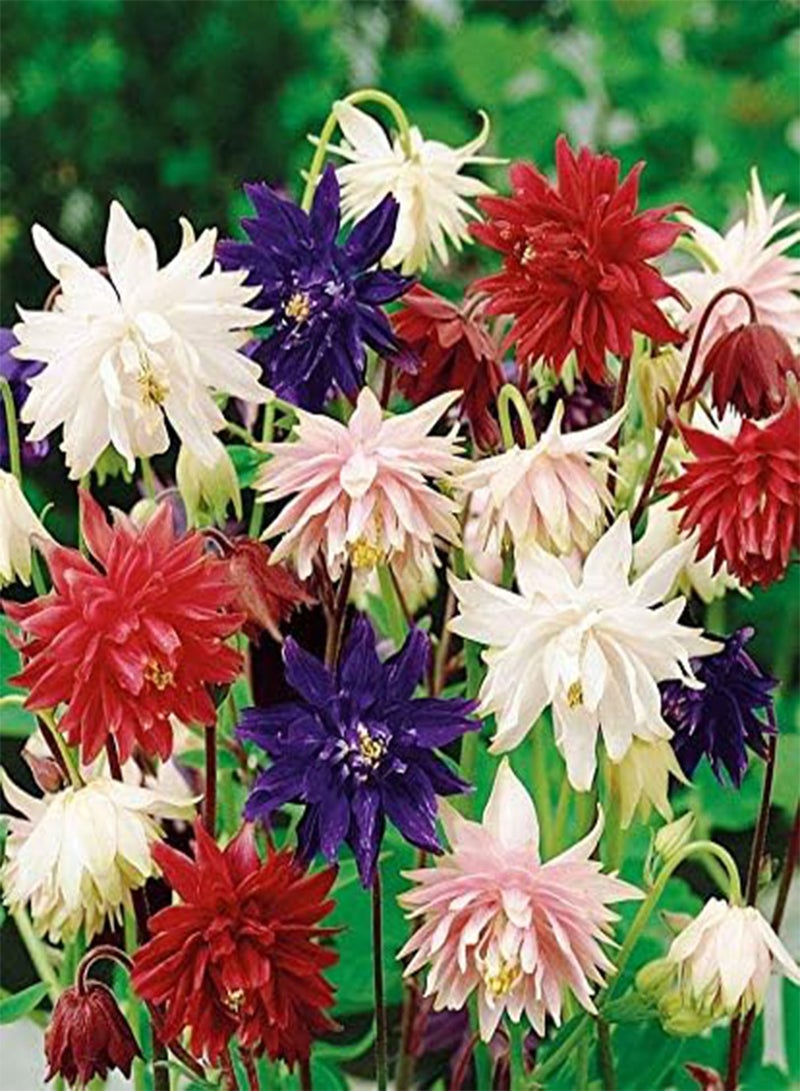 GGOOT - Columbine Aquilegia Double Terry Mix Flower Granny’s Bonnet Perennial Garden - Image 1