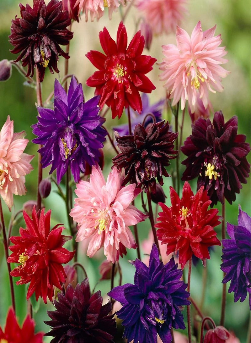 GGOOT - Columbine Aquilegia Double Terry Mix Flower Granny’s Bonnet Perennial Garden - Image 2