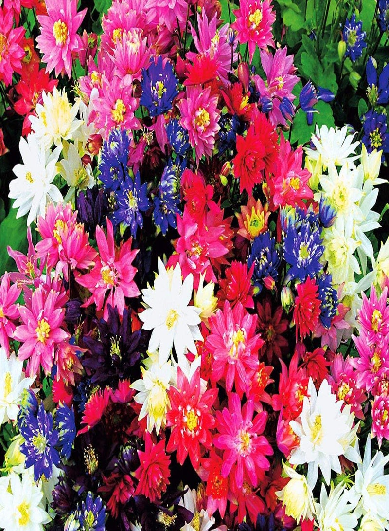 GGOOT - Columbine Aquilegia Double Terry Mix Flower Granny’s Bonnet Perennial Garden - Image 5