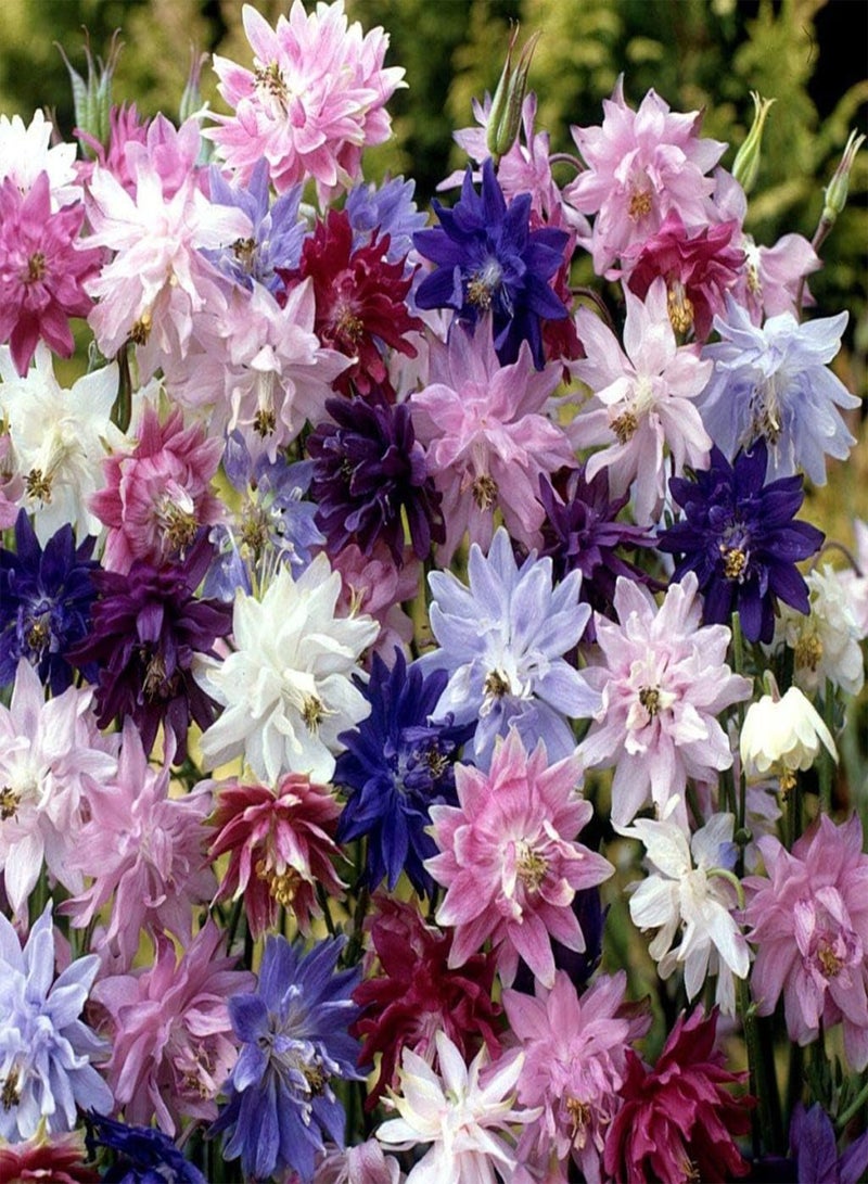 GGOOT - Columbine Aquilegia Double Terry Mix Flower Granny’s Bonnet Perennial Garden - Image 3