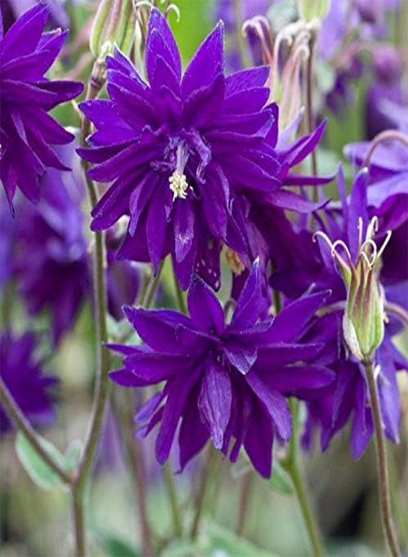 GGOOT - Columbine Aquilegia Double Terry Mix Flower Granny’s Bonnet Perennial Garden - Image 4
