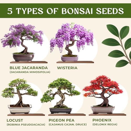AVERGO Bonsai Tree Kit for Beginners – 5X Unique Japanese Bonzai Trees | Complete Indoor Starter Kit for Growing Plants with Bonsai Seeds, Tools & Planters – Gardening Gifts for Women & Men - Image 2