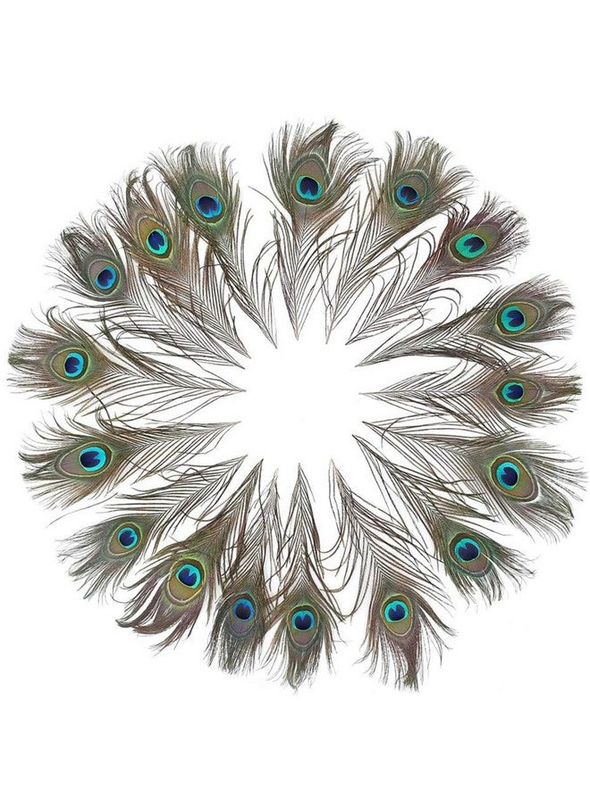 Tdas 15 Pcs Real Peacock Feather Original Feathers morpankh for Craft Floral Flowers Items Home Decoration, Wedding, House Decor (15 Pcs Feather) - Image 5