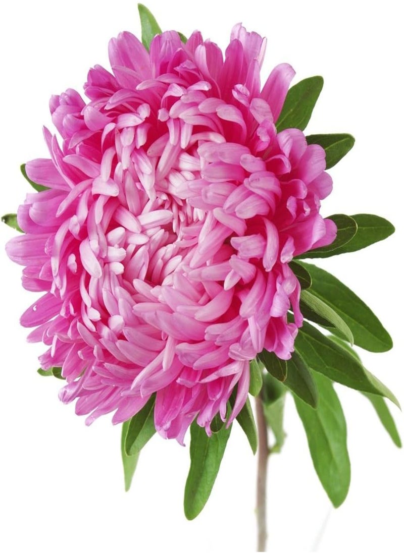 GGOOT - Annual Flowers, Aster Milady Mixed FA AST 04. 130 Seeds Minimum per Packet. - Image 1