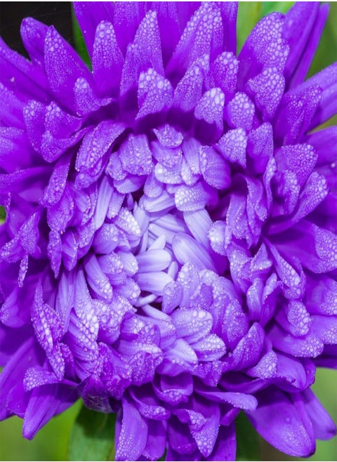 Annual Flowers, Aster Milady Mixed FA AST 04. 130 Seeds Minimum per Packet.