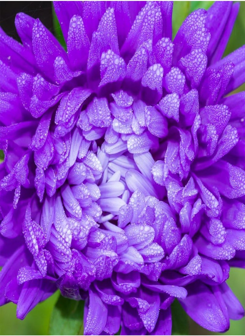 GGOOT - Annual Flowers, Aster Milady Mixed FA AST 04. 130 Seeds Minimum per Packet. - Image 1