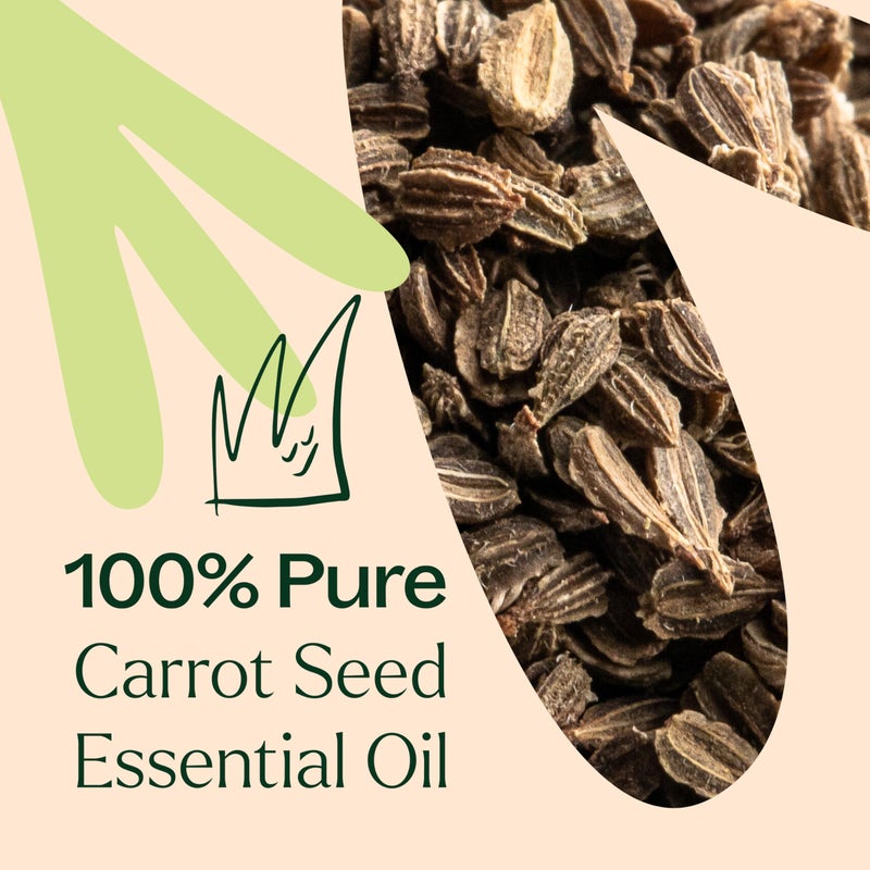 Plant Therapy Carrot Seed Essential Oil 100% Pure, Undiluted, Natural Aromatherapy, Therapeutic Grade 10 mL (1/3 oz) - Image 5