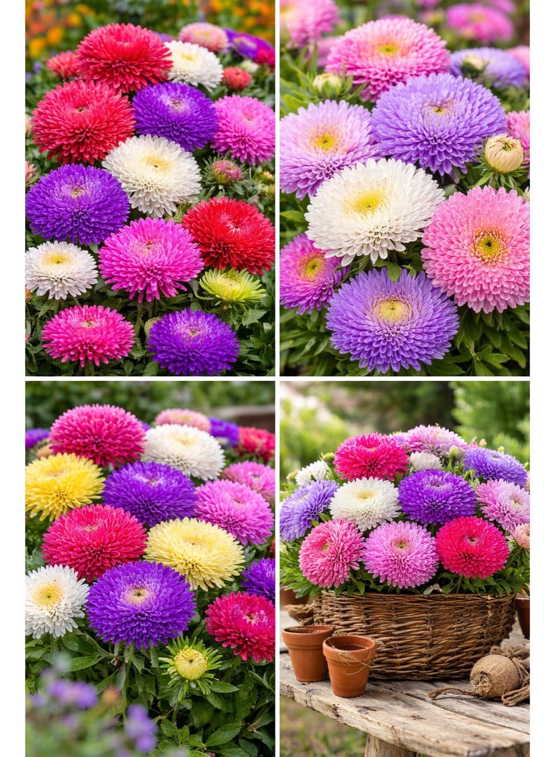 ڤسيل24 عبوة من 3 أكياس – بذور زهرة الأستر الصينية سوبر برنسيس الهجينة (مزيج ألوان) - Image 3