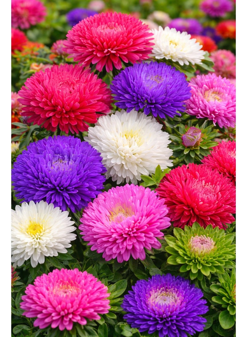 ڤسيل24 عبوة من 3 أكياس – بذور زهرة الأستر الصينية سوبر برنسيس الهجينة (مزيج ألوان) - Image 1