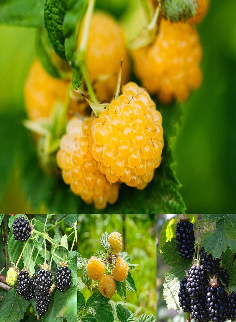 جي جوت بذور نباتات زهور الحديقة الخضراء 50 قطعة/كيس بذور التوت الأحمر العصير اللذيذ النادر سهل الزراعة بذور الفاكهة للحديقة الصفراء - Image 2