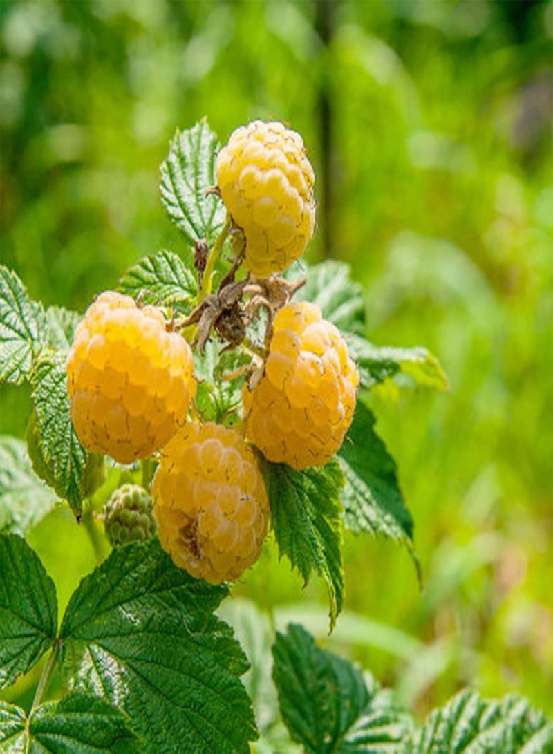 جي جوت بذور نباتات زهور الحديقة الخضراء 50 قطعة/كيس بذور التوت الأحمر العصير اللذيذ النادر سهل الزراعة بذور الفاكهة للحديقة الصفراء - Image 5