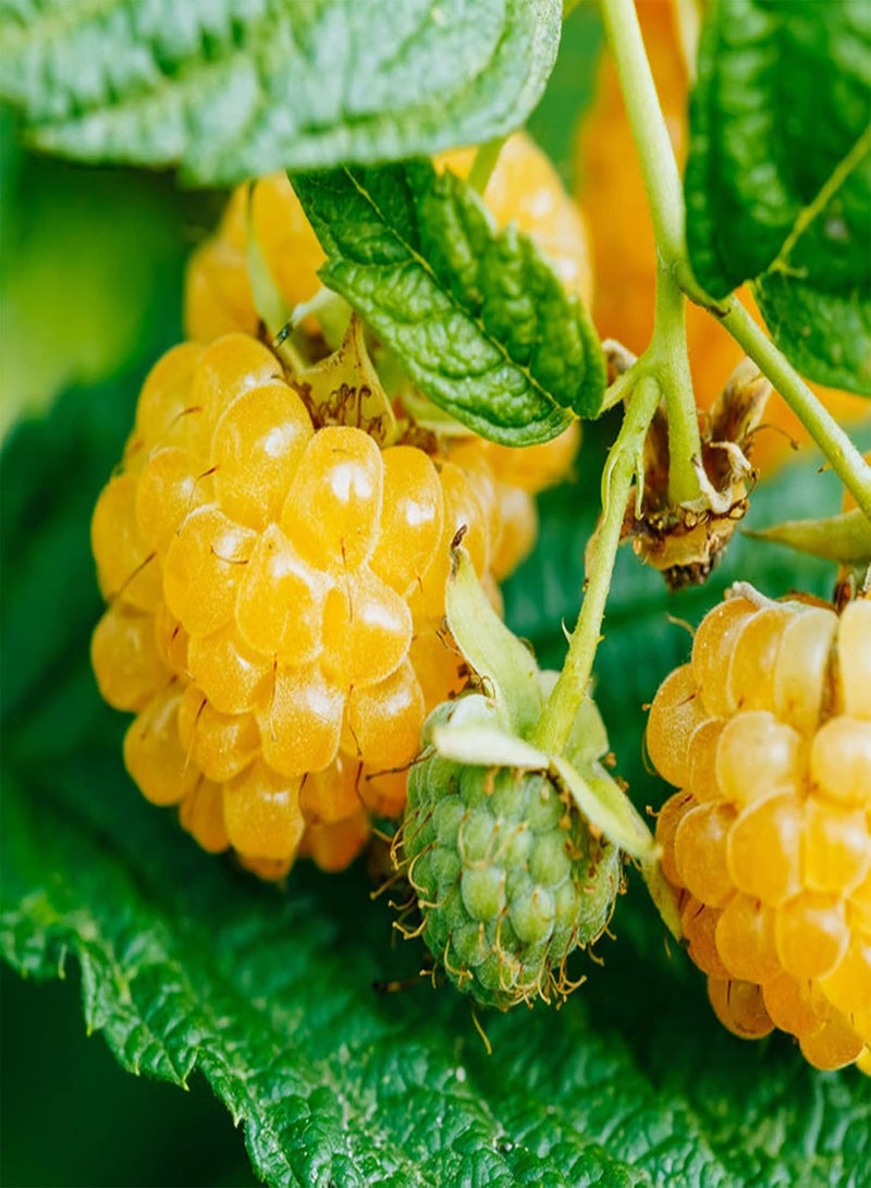 جي جوت بذور نباتات زهور الحديقة الخضراء 50 قطعة/كيس بذور التوت الأحمر العصير اللذيذ النادر سهل الزراعة بذور الفاكهة للحديقة الصفراء - Image 3