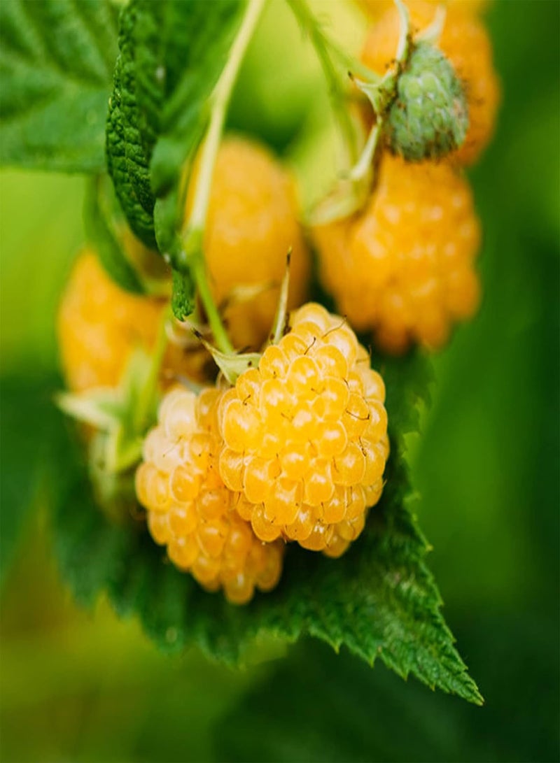 جي جوت بذور نباتات زهور الحديقة الخضراء 50 قطعة/كيس بذور التوت الأحمر العصير اللذيذ النادر سهل الزراعة بذور الفاكهة للحديقة الصفراء - Image 4