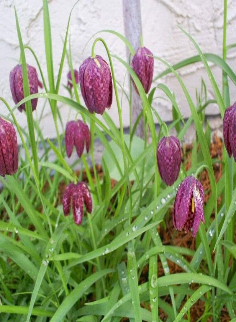 جي جوت 50 قطعة/حقيبة من بذور الزهور، بذور فريتيلاريا ماكسيموفيتشي استوائية جذابة غير معدلة وراثيًا للزراعة في الحديقة أو الفناء الخارجي، بذرة واحدة - Image 2