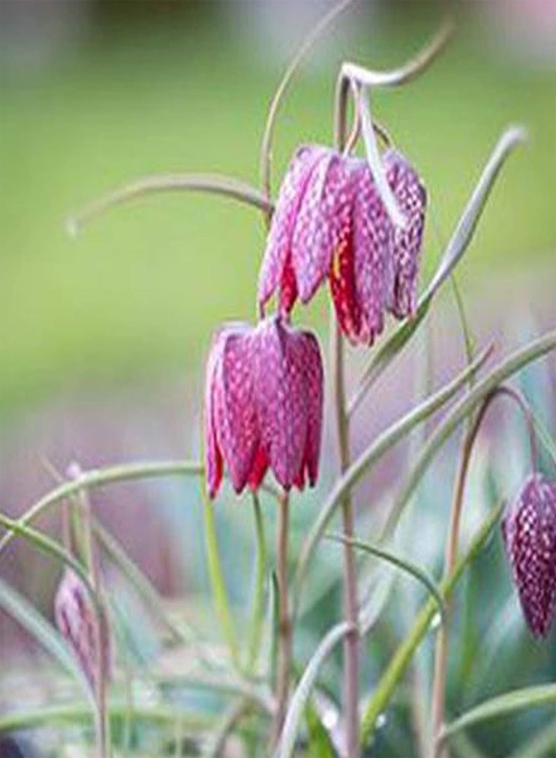 جي جوت 50 قطعة/حقيبة من بذور الزهور، بذور فريتيلاريا ماكسيموفيتشي استوائية جذابة غير معدلة وراثيًا للزراعة في الحديقة أو الفناء الخارجي، بذرة واحدة - Image 5