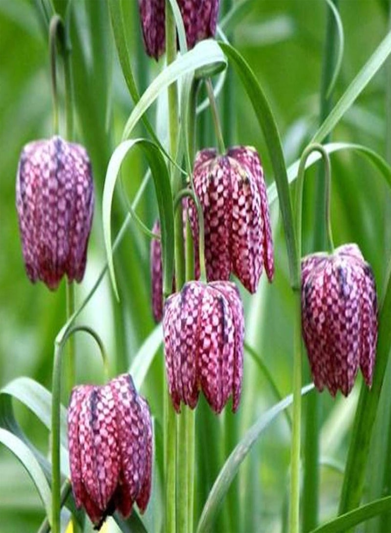 جي جوت 50 قطعة/حقيبة من بذور الزهور، بذور فريتيلاريا ماكسيموفيتشي استوائية جذابة غير معدلة وراثيًا للزراعة في الحديقة أو الفناء الخارجي، بذرة واحدة - Image 4