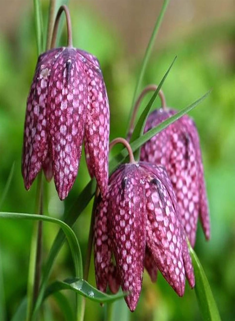 جي جوت 50 قطعة/حقيبة من بذور الزهور، بذور فريتيلاريا ماكسيموفيتشي استوائية جذابة غير معدلة وراثيًا للزراعة في الحديقة أو الفناء الخارجي، بذرة واحدة - Image 3